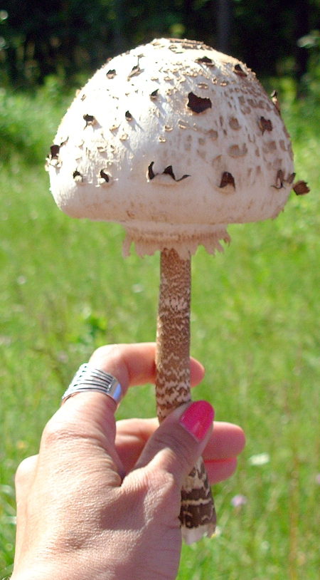 Saulsardzene.
Autors: Foto no «Bauskas Dzīves» arhīva.