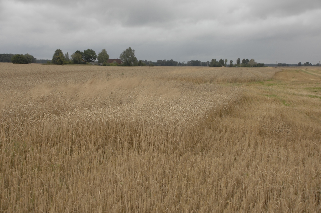 Lietus nedēļas garumā ir lijis katru dienu, tāpēc Zemgales pusē kombaini druvās tikpat kā nav izbraukuši.
Autors: Ivars Bogdanovs