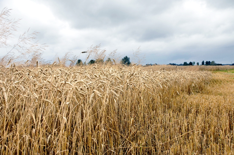 Tīrumi mūsu novados dažviet ir pusnopļauti, zemnieki gaida labāku laiku.
Autors: Ivars Bogdanovs