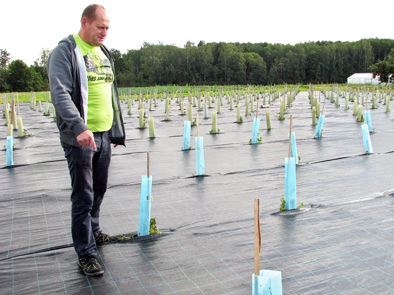 Vīnogu lauka noklāšanu ar ģeotekstilu bieži izmanto Norvēģijā, tagad to dara arī Bauskas pusē.
Autors: Vilnis Auzāns