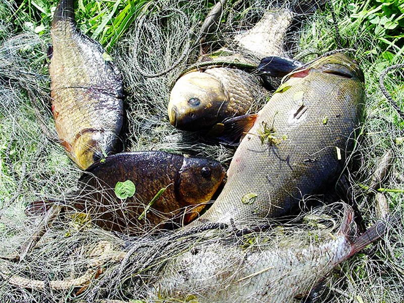 Atbilstīgi valsts likumdošanai no ūdenstilpēm izņemtie nelegālie zvejas rīki tiek iznīcināti.
Autors: No liepajniekiem.lv.