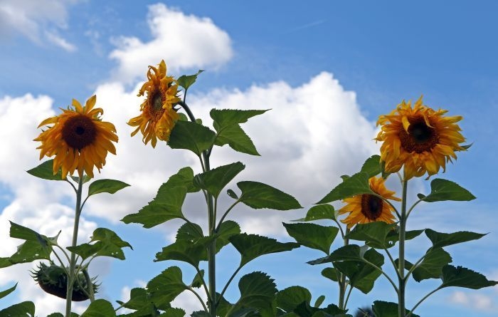 Fotoattēlam ilustratīva nozīme.
Autors: apollo.lv