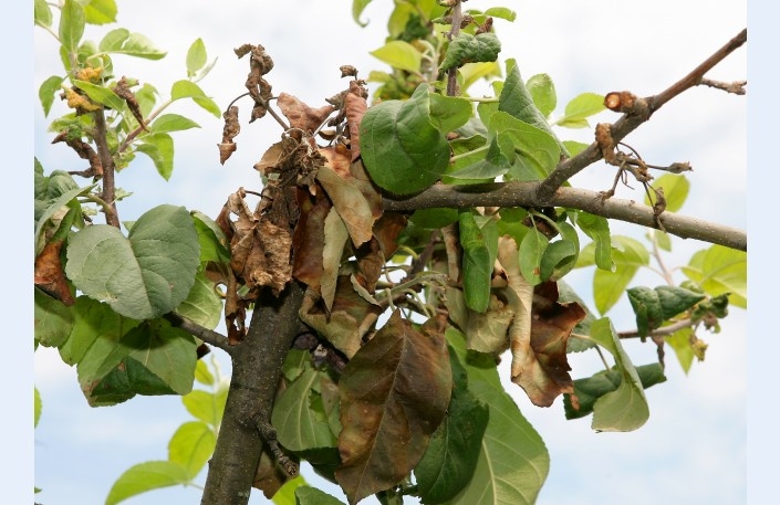 Bakteriālā iedega ir augļu koku slimība, ko izraisa baktērija «Erwinia amylovora». Tā viegli izplatās ar vēja, kukaiņu, putnu un citiem pārnesējiem. Siltā un mitrā laikā šīs baktērijas strauji vairojas un ilgāk izdzīvo ārpus auga. Raksturīgākie šīs slimības simptomi ir dažu vai visu ziedu novīšana, pumpuru, lapu un augļu brūnēšana. Pavasarī šīs slimības māktie augi izskatās kā deguši vai sala bojāti.
Bakteriālo iedegu var apkarot, izcērtot un iznīcinot inficētos apkārt esošos kokus.
Autors: diena.lv