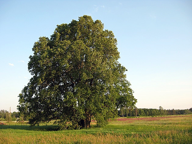 Dižkoki, dīķi un krūmāji vien neveidos zaļināšanas nosacījumu izpildei vajadzīgo 5% ekoplatības normu.
Autors: viss.lv