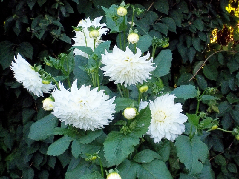 Rudens ziedi.
Autors: Ruta Keiša