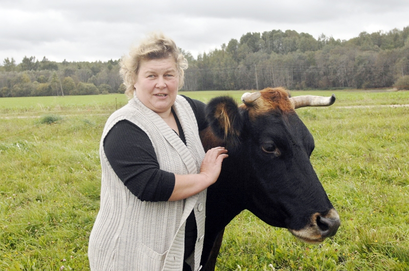 Svetlana Karašniece atceras visu 50 govju vārdus. Brūnaļa Tifānija, saukta par Pižiku, ir ļoti draudzīga.
Autors: Ivars Bogdanovs