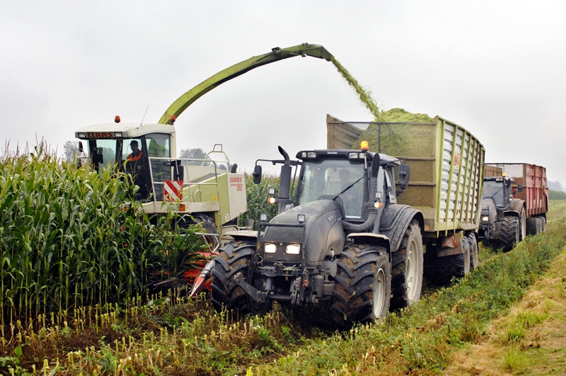 SIA «Zeltezeri» zaļās masas novākšanai kukurūzas laukos izmanto vairākas tehnikas vienības.
Autors: Ivars Bogdanovs