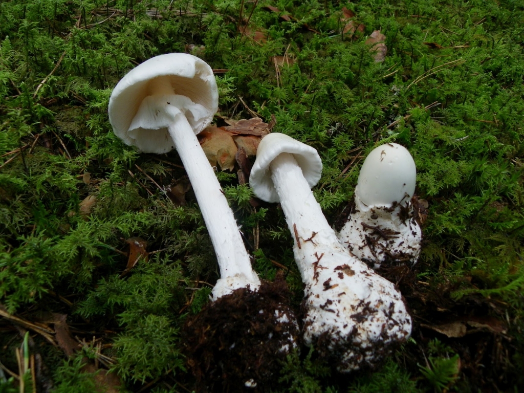 Baltā mušmire līdzīga visnotaļ ēdamām atmatenēm.
Autors: no  latvijasdabasmuzejs.blogspot.com.