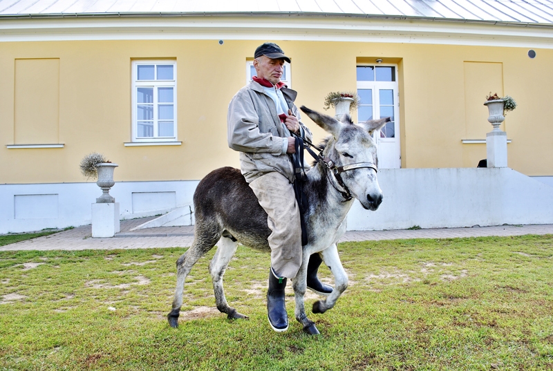 Pēteris uz ēzelīša Pančo muguras Bruknas muižas pagalmā.
Autors: Māris Krūmiņš
