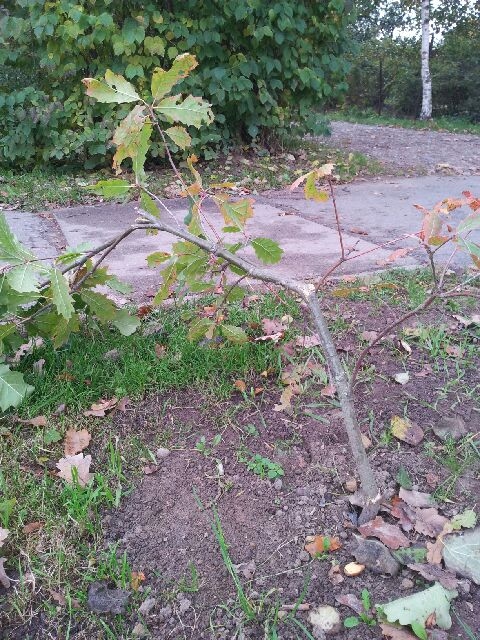 Tagad vieta sakārtota, bet ozoliņš būs jāstāda no jauna.
Autors: no «Liepu» albuma