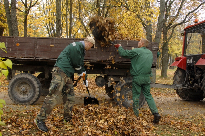 Apjomīgākie darbi ik gadu ir pilsētas plašākajā zaļajā zonā – Bauskas pilskalnā. Tur lapu savākšanā iesaistās visvairāk iedzīvotāju. 
Autors: Ivars Bogdanovs