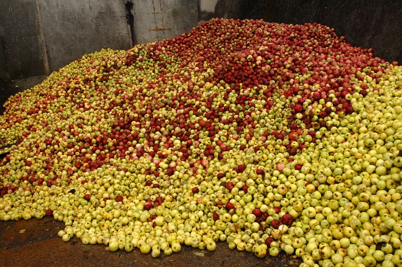 Uzņēmums «Kronis» šoruden beidz ābolu pieņemšanu.
Autors: Ivars Bogdanovs