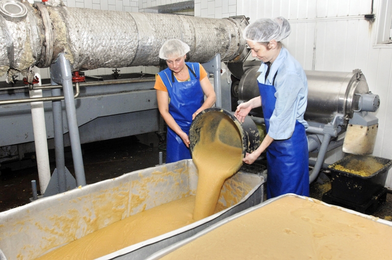 SIA «Kronis» no atvestajiem āboliem uzņēmumā gatavo biezeni. Darbus veic strādnieces Antra Muceniece (no kreisās) un Inta Zaborska. 
Autors: Ivars Bogdanovs