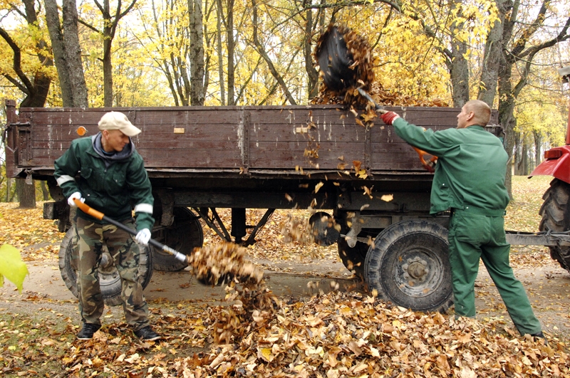 Apjomīgākie darbi ik gadu ir pilsētas plašākajā zaļajā zonā – Bauskas pilskalnā. Tur lapu savākšanā iesaistās visvairāk iedzīvotāju. Pagājušajā nedēļā pilskalnā strādāja gan SIA «Vides serviss» darbinieki, gan algotajos pagaidu sabiedriskajos darbos nodarbinātie.
Autors: Ivars Bogdanovs