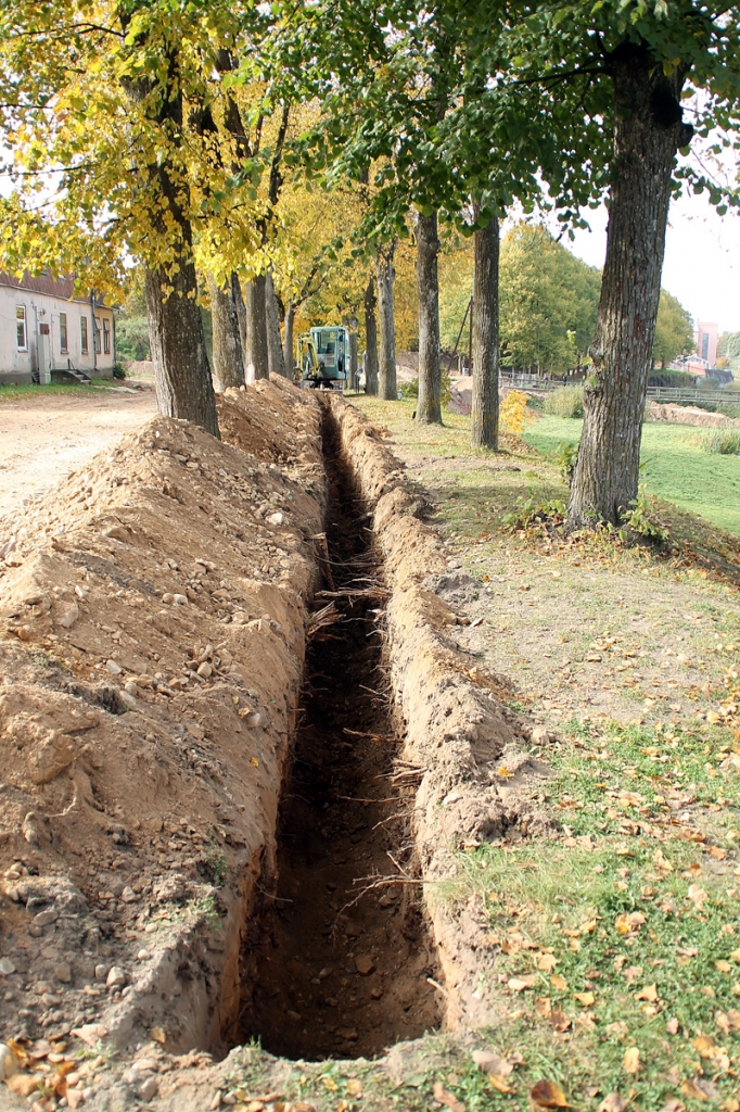 Bauskā, liepu alejā Rīgas ielā, veiktie rakšanas darbi radījuši iedzīvotājos satraukumu. Arboristi atzīst, ka bojātajās saknēs var attīstīties trupe, kas pāries uz koka stumbru.
Autors: Uldis Varnevičs