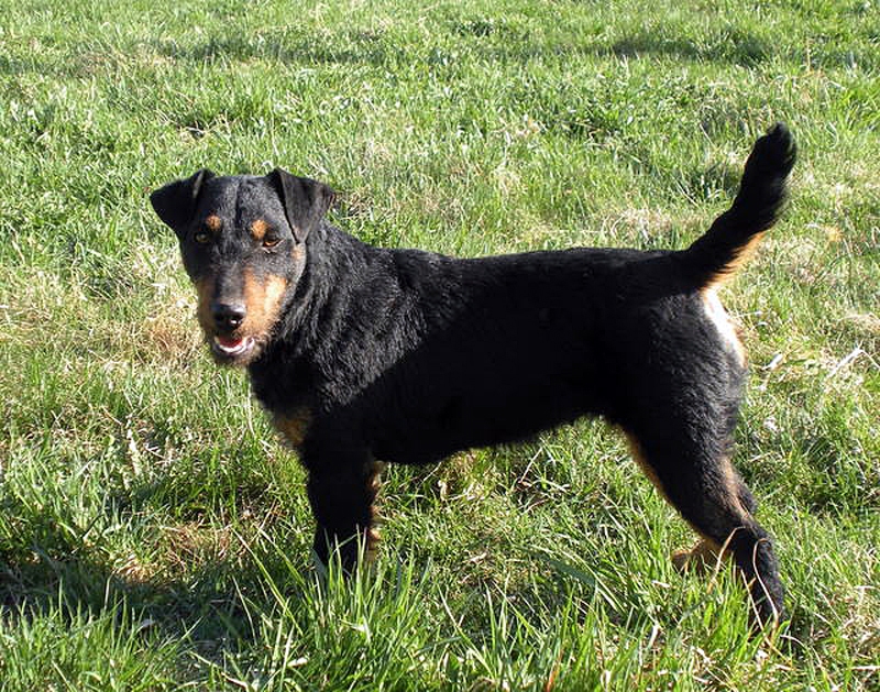 Mežā dzinējsuņus, īpaši mazos, kā jagdterjeru fotogrāfijā, apdraud ne tikai dzīvnieki, bet arī zagļi.
Autors: no jagdterjer.lt