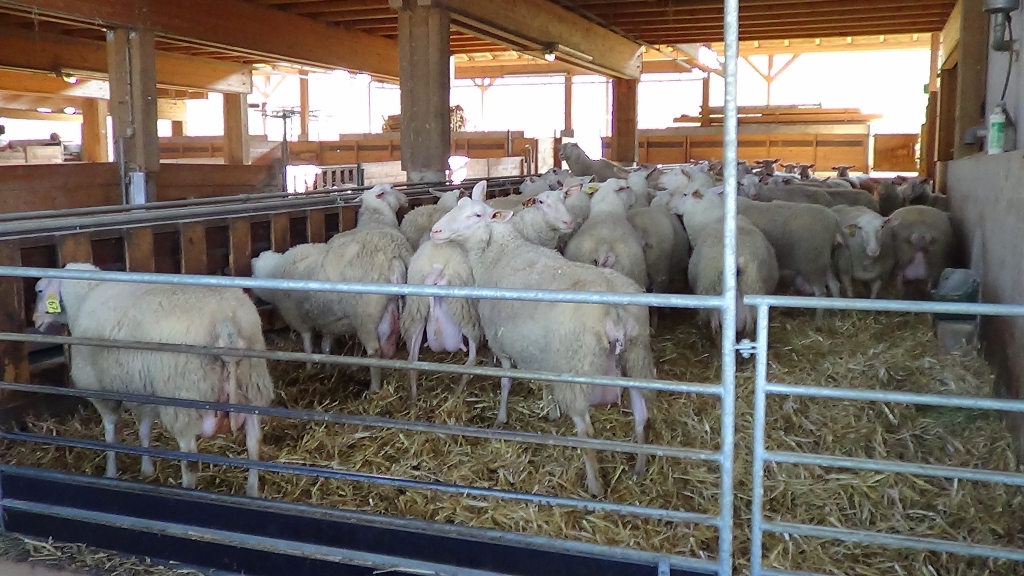 Autors: laukutikls.lv