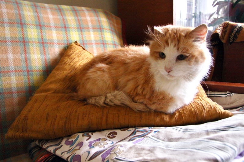 Rudais Mincis, lai arī mazliet sabozies, zviln dīvānā.
Autors: Artūrs Dulbe