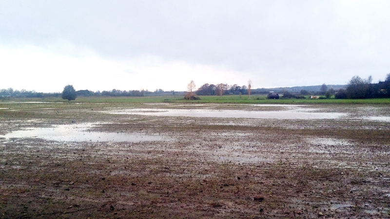 Applūdušos laukos ziemāji būs apdraudēti, ja pielijušās peļķes pēkšņi sasals.
Autors: Madara Ērgle