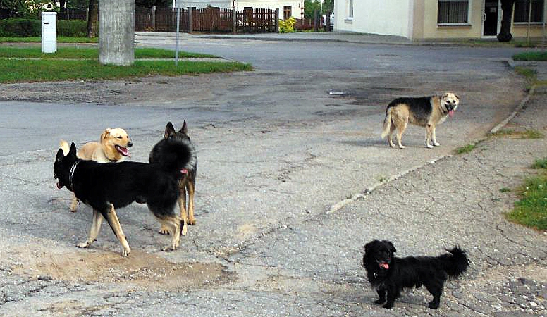 Klaiņojošu suņu ķeršanai šogad paredzētā nauda Iecavas pašvaldībā ir iztērēta, attēlam ilustratīva nozīme.
Autors: no «Bauskas Dzīves» arhīva.