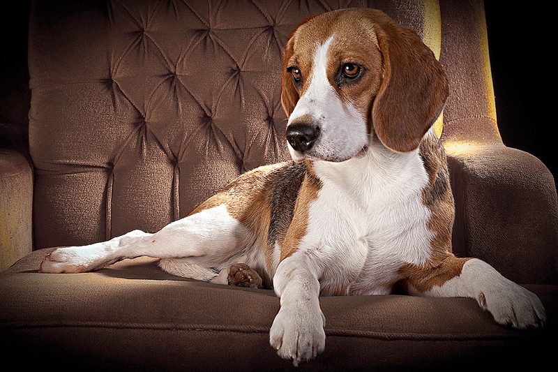 Nika zviln uz dīvāna, kur tā pavada mirkļus, kad retu reizi ir piekususi.
Autors: no K. Ruģeles albuma