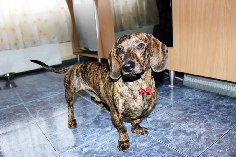 Divus gadus vecais Sers el Peso allaž atstāj labu iespaidu.
Autors: Artūrs Dulbe