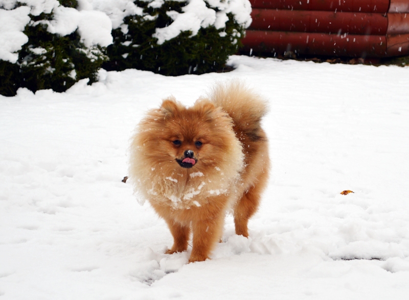 Sofija, ieraugot pirmo sniegu, negrib sēdēt mājās, bet cenšas nogaršot sniegpārsliņas un palēkāt pa mīksto baltumu.
Autors: no personiskā albuma.