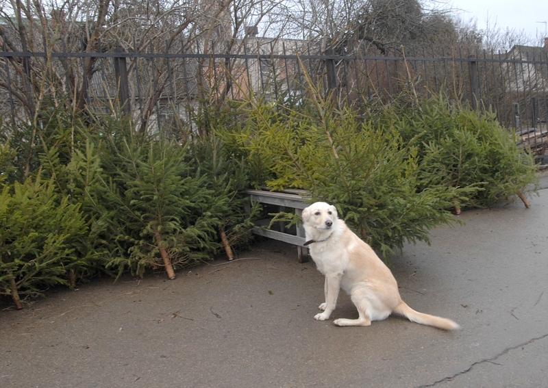 Pirms Ziemassvētkiem sarosās ne tikai likumīgie eglīšu audzētāji un tirgotāji, bet arī zagļi. 
Autors: Ivars Bogdanovs