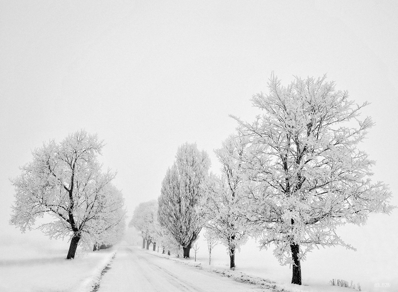 Baltais cerību ceļš.
Autors: Arnis Indriks