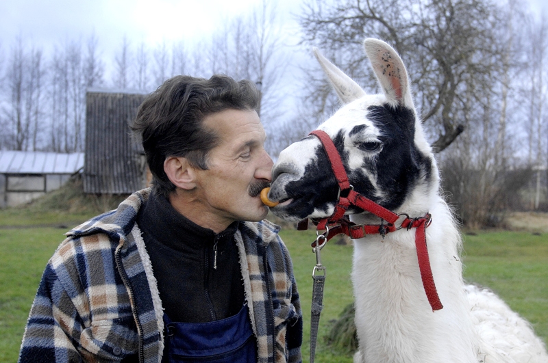 
Liktenis būs īpaši labvēlīgs tām Kazām, kas dzimušas dienā, kurā nav lijis lietus.«Dobuļu» saimnieks Varis Ķelpe samīļo lamu meiteni Huanitu, kas ir attāla kazu radiniece.
Autors: Ivars Bogdanovs
