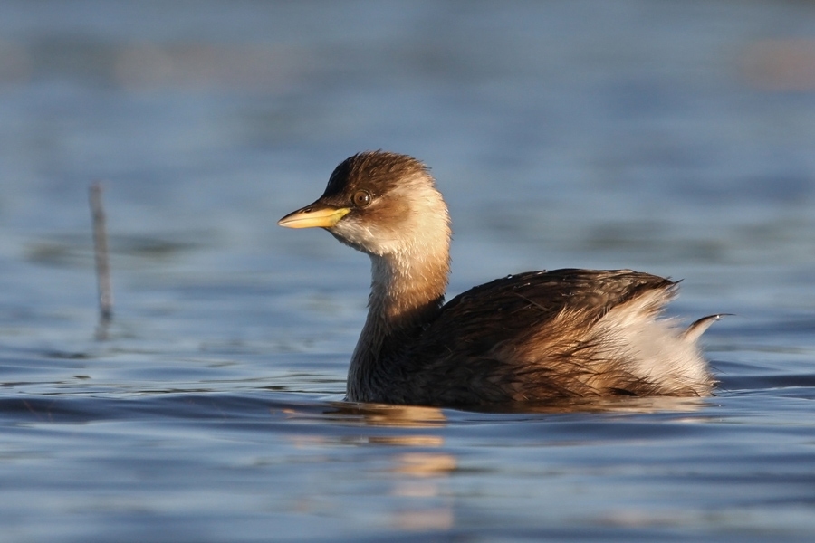 Bauskas pusē redzēts mazais dūkuris.