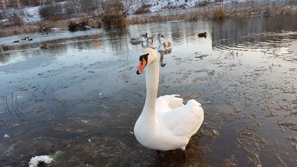 Autors: www.bauskasdzive.lv