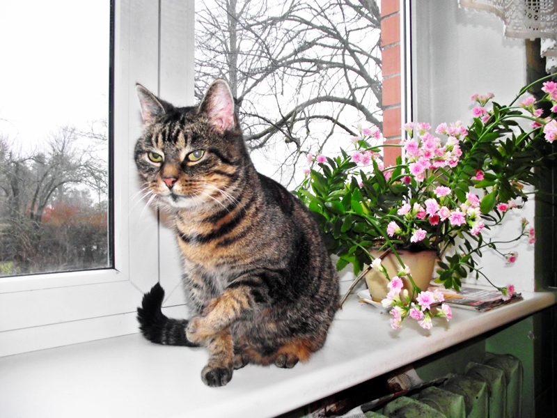 Abu saimnieku mīlule Pičule, kuras sūrā dzīve nu ir sagriezusies uz labo pusi.
Autors: Artūrs Dulbe