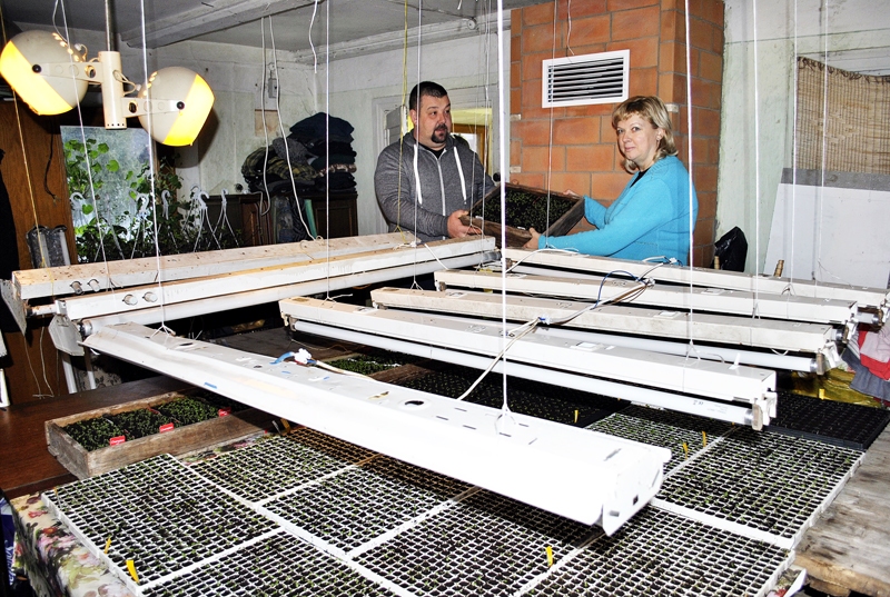 Ilona un Uldis Stankeviči paveikuši lielu darbu – sasēti ap seši tūkstoši puķu sēklu. 
Autors: Māris Krūmiņš