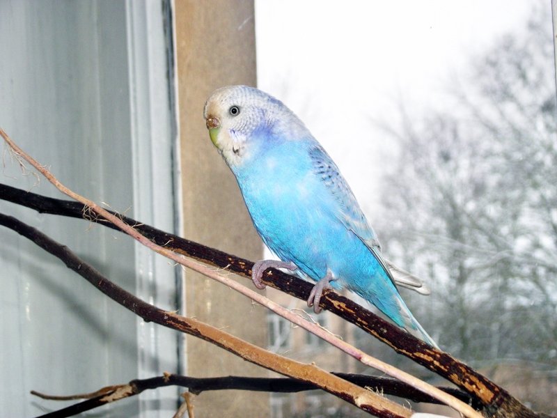 Putnēns Čiepa savā iecienītākajā vietā pie loga laiski gozējas kameras priekšā.
Autors: Artūrs Dulbe