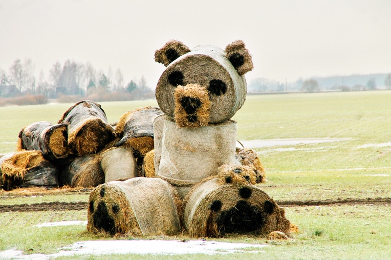Īslīces pagasta laukmalē redzamais lāčuks ir salmiem pildīts. Tomēr tikpat jauks kā Edgara Liepiņa savulaik apdziedātais: «Kaut tu būtu lācītis, zāģu skaidām pildīts!»
Autors: Uldis Varnevičs