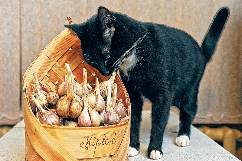 Ķiplokus visveselīgāk baudīt svaigā veidā.
Autors: Raitis Puriņš