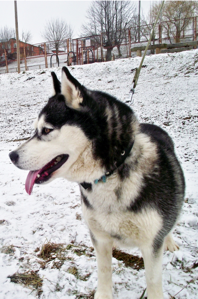 Džīnas iecienītākā pastaigu vieta ir upmala, kur var izskrieties uz nebēdu.
Autors: Artūrs Dulbe