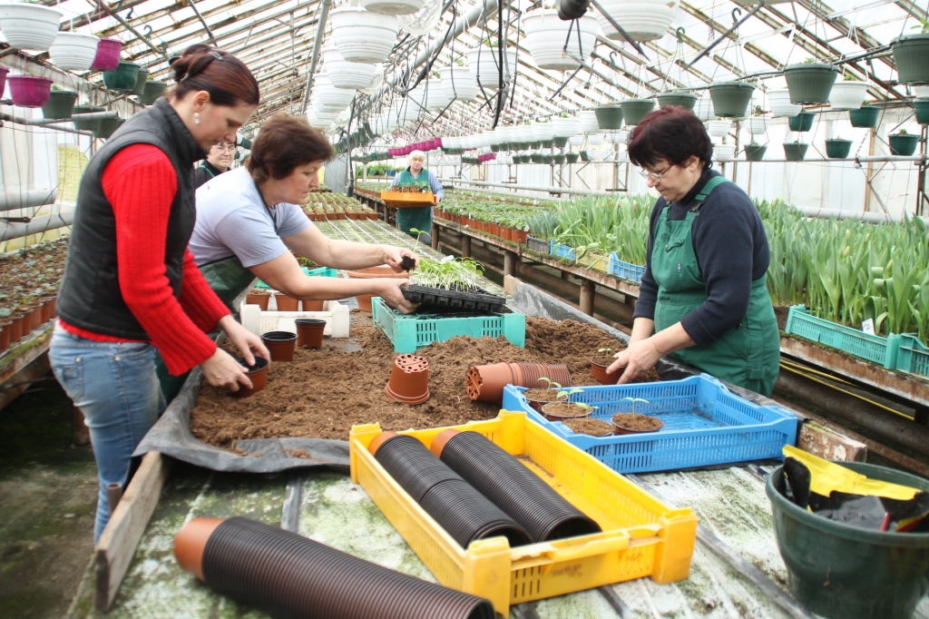 SIA «Ints un Co» darbinieces pārstāda gurķus no kastītēm podiņos. 
Autors: Uldis Varnevičs