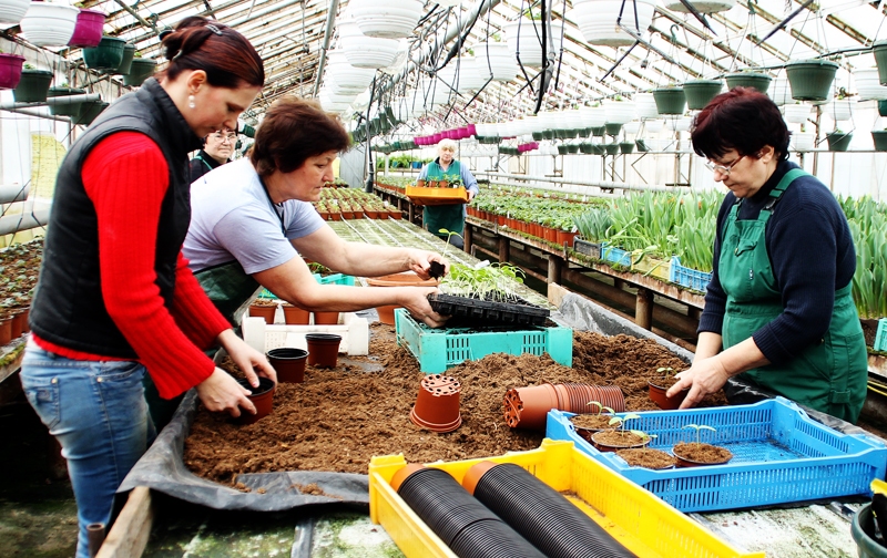 SIA «Ints un Co» darbinieces pārstāda gurķus no kastītēm podiņos.
Autors: Uldis Varnevičs