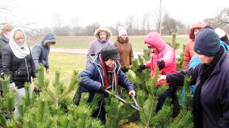 Aija Kaškure ierāda kalnu priežu apgriešanu semināra dalībniecēm.
Autors: no LLKC albuma.