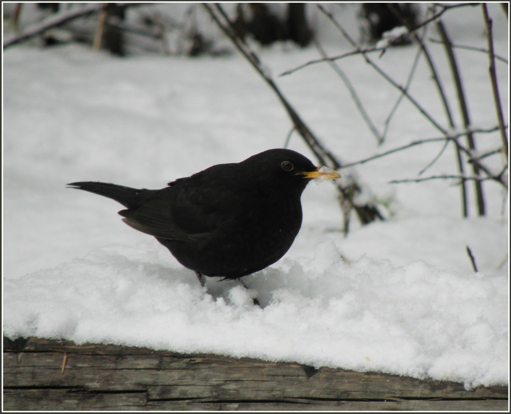 Autors: laikapstakliunfoto.blogspot.com