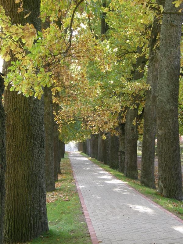 Ozolu ielas aleja Iecavā ir unikāls vēsturiskais dabas objekts.

Autors: Rita Gogdanova, poga.lv