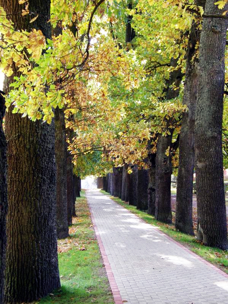 Ozolu ielas aleja Iecavā ir unikāls vēsturiskais dabas objekts.
Autors: Rita Bogdanova, poga.lv. 