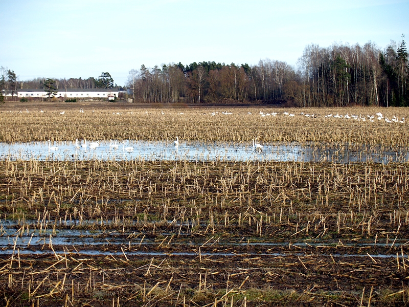 «Gulbju ezers» laukā pie Dimzukalna Iecavas novadā.
Autors: Antra Ērgle