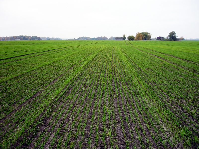 Šogad zemniekiem nav jānolūkojas kailsala izpostītos sējumos, taču apdrošināšana var būt «drošības spilvens» citugad.
Autors: no «Bauskas Dzīves» arhīva. 