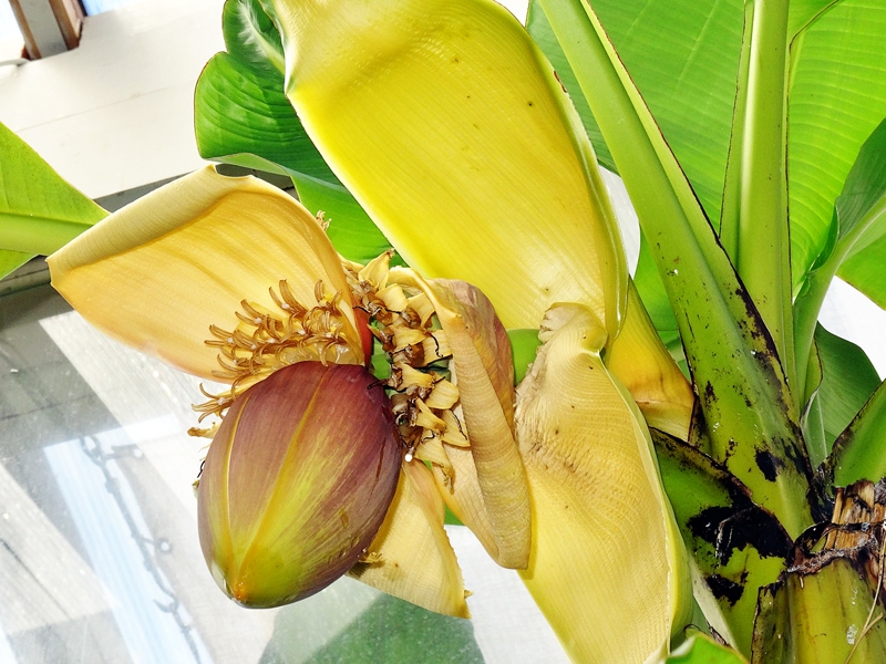 Grāfu Šuvalovu oranžērijā uzziedējis banāns.
Autors: Rundāles pils muzejs