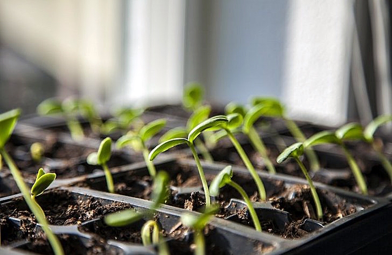 Siltumnīcās jaunajai sezonai aug gurķu un kabaču stādi.
Autors: no «Bauskas Dzīves» arhīva