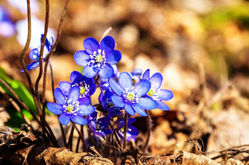 Paraudzīsimies uz pasauli ar zilās puķes acīm!
Autors: no «Bauskas Dzīves» arhīva.