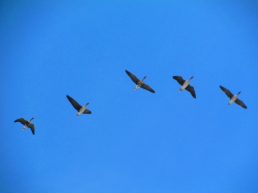 Autors: platacis.wordpress.com